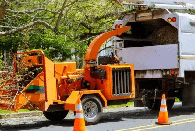 tree trimming dallas