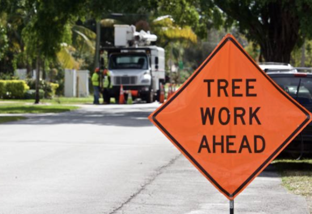 tree removal Hutchins tx