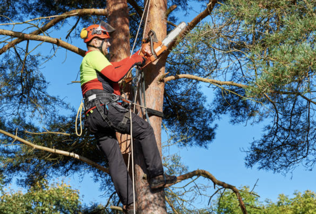 tree pruning dallas