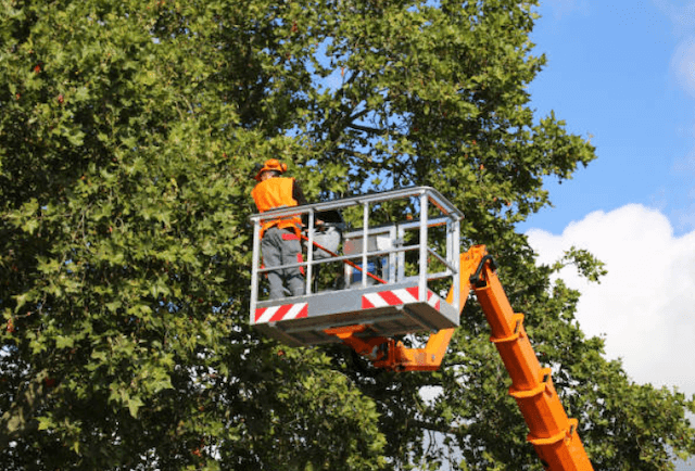 tree trimming dallas