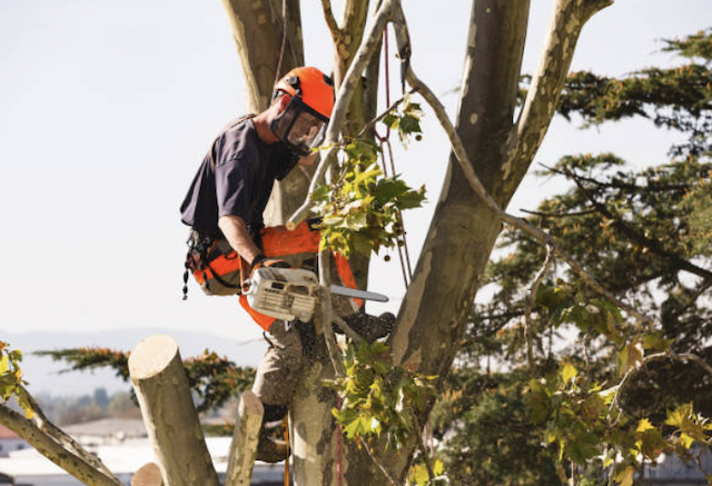 tree removal dallas