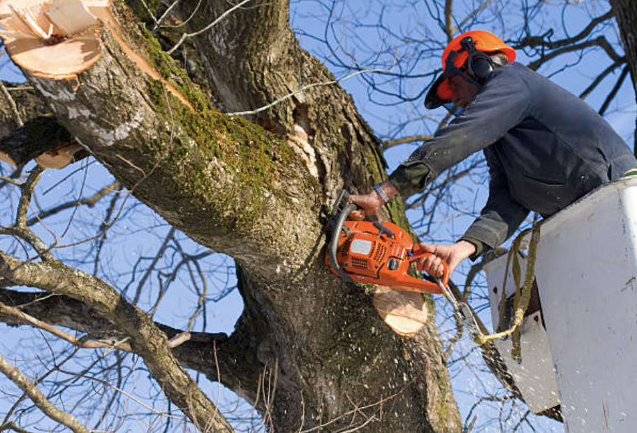 tree trimming Rowlett tx