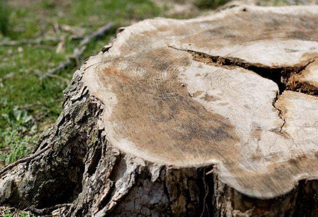 stump grinding Carrollton tx